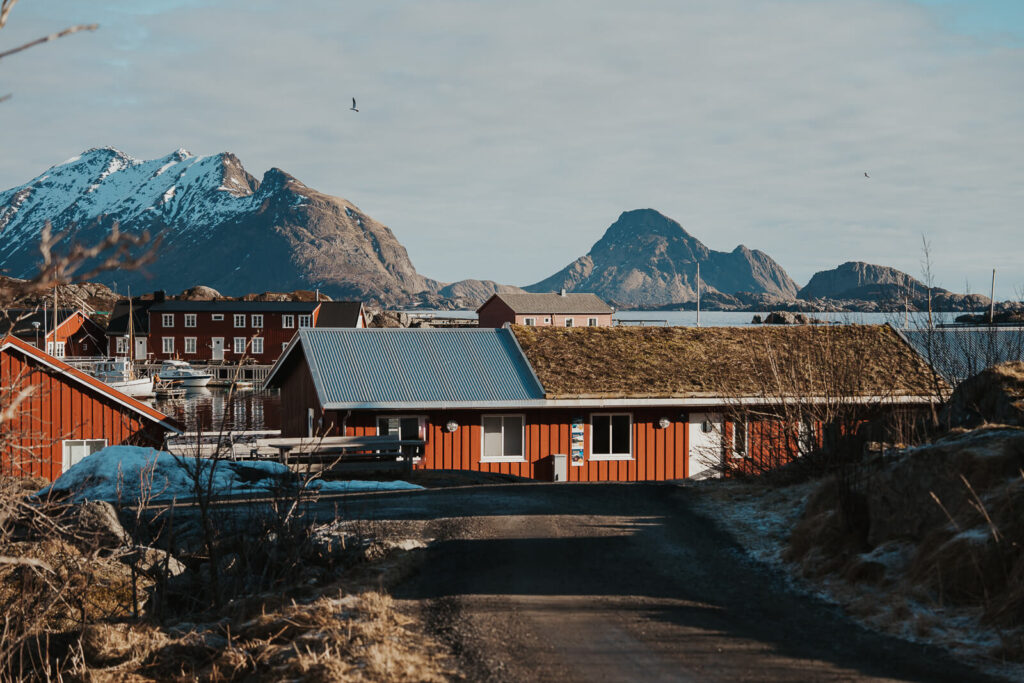 Red rorbuer in Lofoten Norway